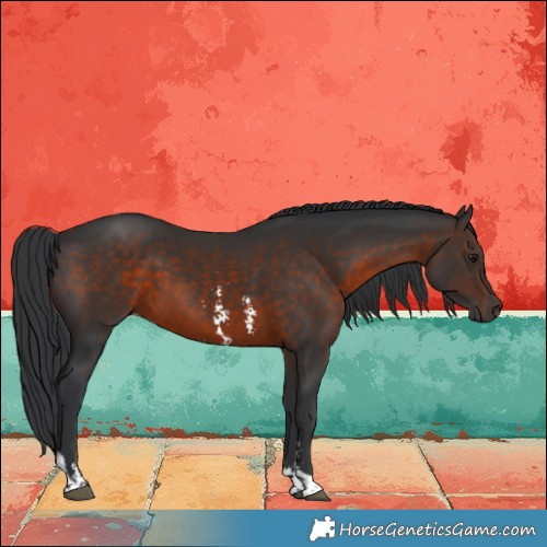 Horse Color:Brown Sabino Tobiano 