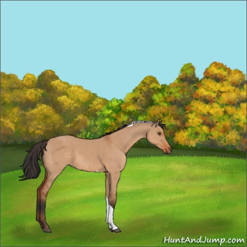 Horse Color:Bay Dun Tobiano 