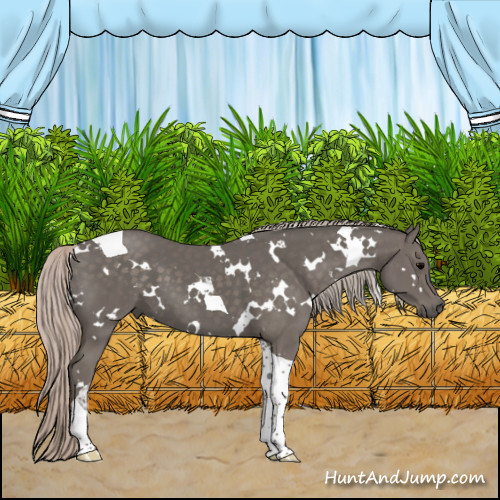Horse Color:White Spotted Silver Black Tobiano 