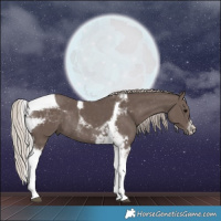 Horse Color:Silver Black Tobiano Rabicano 