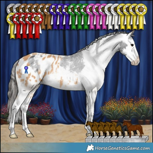 Horse Color:Black Sabino Splash Appaloosa Rabicano  and Chestnut Sabino Splash Appaloosa Rabicano 