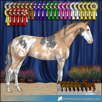 Horse Color:Black Sabino Splash Varnish Rabicano  and Chestnut Sabino Splash Blanket Rabicano 