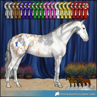 Horse Color:Black Sabino Splash Appaloosa Rabicano and Chestnut Sabino Splash Appaloosa Rabicano