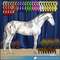 Horse Color:Black Sabino Splash Appaloosa Rabicano  and Chestnut Sabino Splash Appaloosa Rabicano 