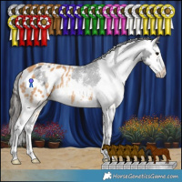 Horse Color:Black Sabino Splash Appaloosa Rabicano  and Chestnut Sabino Splash Appaloosa Rabicano 