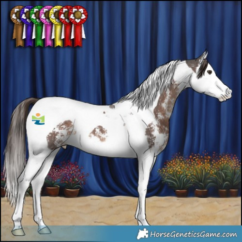 Horse Color:Liver Chestnut Sabino Splash Tobiano 