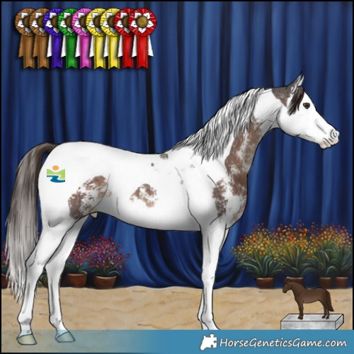 Horse Color:Liver Chestnut Sabino Splash Tobiano 