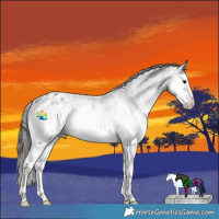 Horse Color:Black Ice Sabino Splash Appaloosa Rabicano 