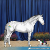 Horse Color:Black Ice Sabino Splash Appaloosa Rabicano 