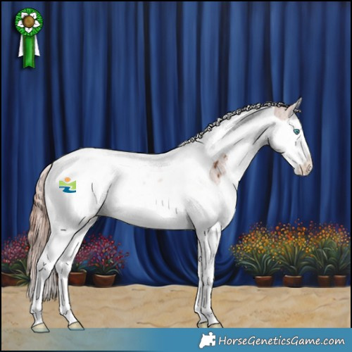 Horse Color:Chestnut Splash Tobiano Appaloosa Rabicano 
