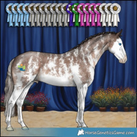 Horse Color:Liver Chestnut Sabino Splash