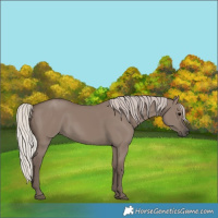Horse Color:Silver Grullo 
