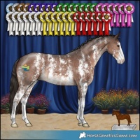 Horse Color:Liver Chestnut Sabino 