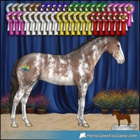 Horse Color:Liver Chestnut Sabino 