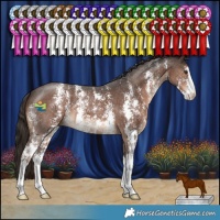 Horse Color:Liver Chestnut Sabino