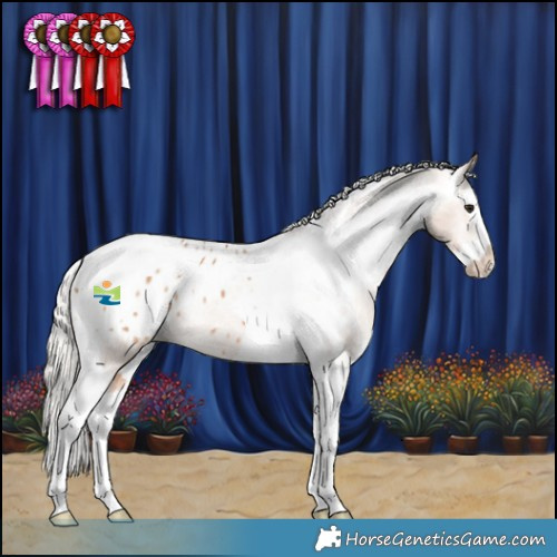 Horse Color:Silver Bay Dun Splash Tobiano Appaloosa Rabicano 