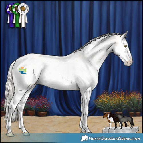 Horse Color:Silver Amber Champagne Dun Splash Tobiano Appaloosa Rabicano 