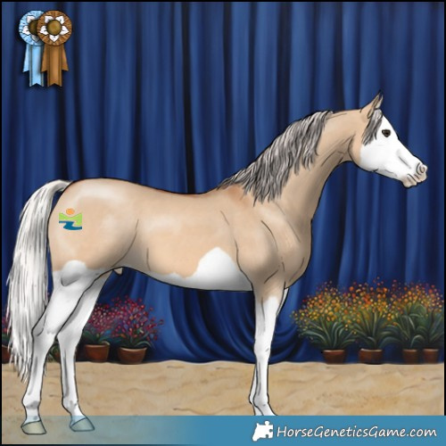 Horse Color:Silver Bay Dun Splash 