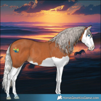 Horse Color:Silver Bay Splash 
