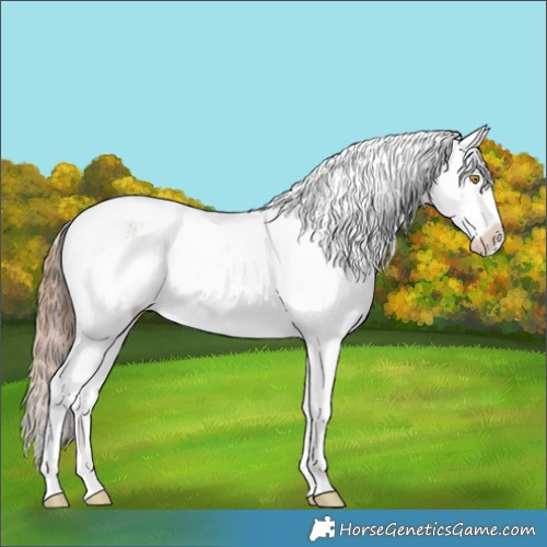 Horse Color:Amber Champagne Sabino Tobiano Appaloosa  and Amber Champagne Sabino Tobiano Frame Appaloosa 