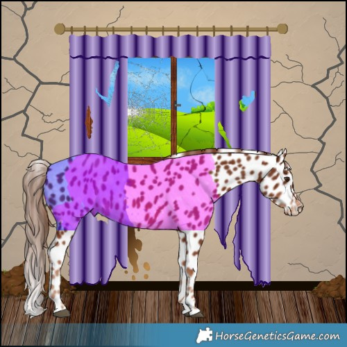 Horse Color:Chestnut Appaloosa 