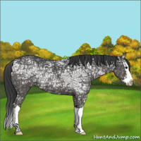 Horse Color:Black Ice Splash