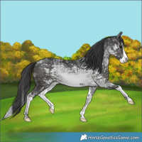 Horse Color:Black Ice Splash 