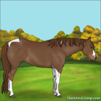 Horse Color:Gray Chestnut Tobiano 