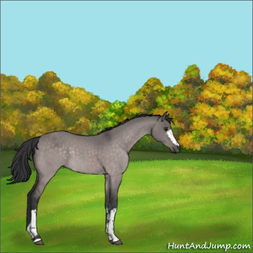Horse Color:Platinum White Spotted Brown Dun Rabicano 