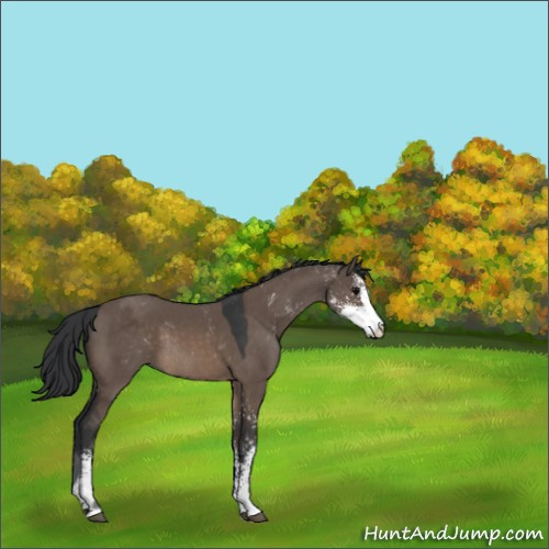 Horse Color:Brown Dun Sabino Rabicano 