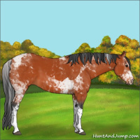 Horse Color:Bay Tobiano 