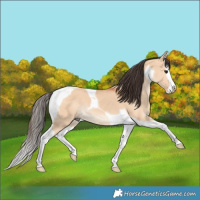 Horse Color:Bay Dun Splash Tobiano 