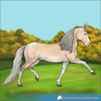 Horse Color:Silver Bay Dun Splash Tobiano 