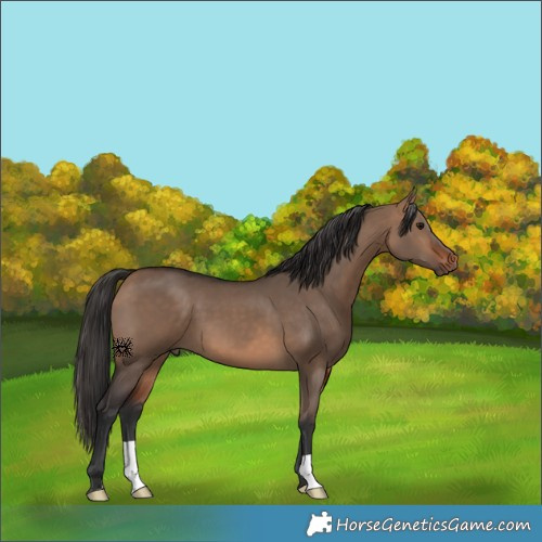 Horse Color:Bay Dun 