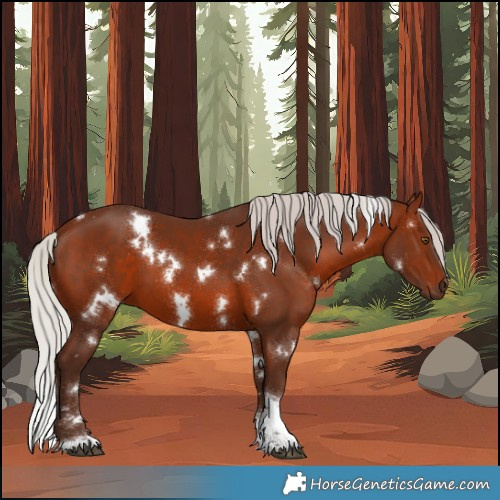Horse Color:White Spotted Silver Brown Tobiano 