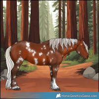 Horse Color:White Spotted Silver Brown Tobiano 