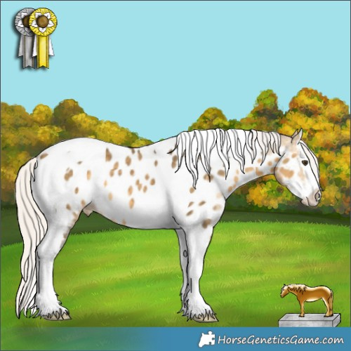 Horse Color:Silver Buckskin Dun Splash Tobiano Appaloosa 
