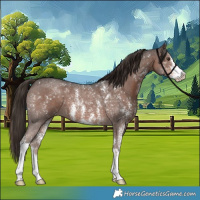 Horse Color:Liver Chestnut Sabino 