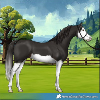 Horse Color:Liver Chestnut Splash 