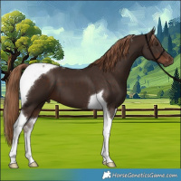 Horse Color:Liver Chestnut Tobiano 