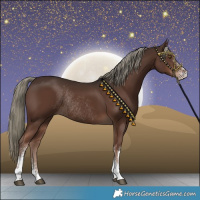 Horse Color:Liver Chestnut Mushroom Sabino Rabicano 