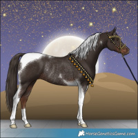 Horse Color:Liver Chestnut Tobiano Rabicano 