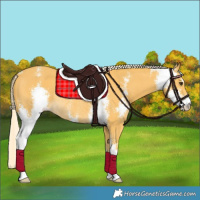 Horse Color:Palomino Sabino Rabicano 