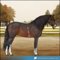 Horse Color:Brown Sabino