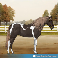 Horse Color:Liver Chestnut Tobiano