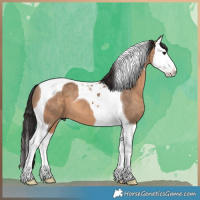 Horse Color:Brown Dun Splash Tobiano 