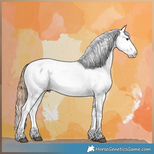 Horse Color:Red Dun Appaloosa