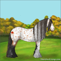 Horse Color:Bay Appaloosa 