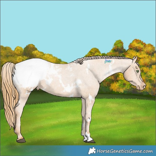 Horse Color:White Spotted Chestnut Pearl Appaloosa 
