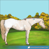 Horse Color:White Spotted Chestnut Pearl Appaloosa 